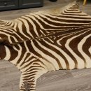 Zebra Fell Vorleger Steppenzebra Zebrafell Afrika Gesamtlänge 263cm