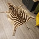 Zebra Fell Vorleger Steppenzebra Zebrafell Afrika Gesamtlänge 263cm