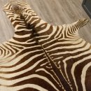 Zebra Fell Vorleger Steppenzebra Zebrafell Afrika Gesamtlänge 263cm