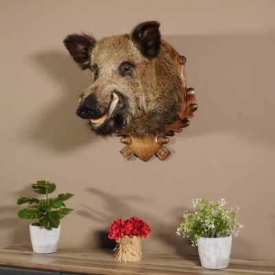 Wildschwein Kopf Präparat Höhe 59 cm Trophäe Keiler Eber Trophäenschild 34.1.42