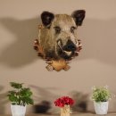 Wildschwein Kopf Präparat Höhe 59 cm Trophäe Keiler Eber Trophäenschild 34.1.42
