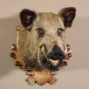 Wildschwein Kopf Präparat Höhe 59 cm Trophäe Keiler Eber Trophäenschild 34.1.42