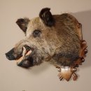 Wildschwein Kopf Präparat Höhe 59 cm Trophäe Keiler Eber Trophäenschild 34.1.42