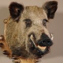 Wildschwein Kopf Präparat Höhe 59 cm Trophäe Keiler Eber Trophäenschild 34.1.42