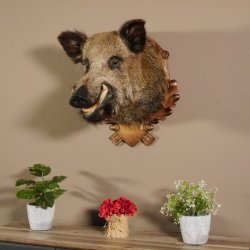 Wildschwein Kopf Präparat Höhe 59 cm Trophäe Keiler Eber Trophäenschild 34.1.42
