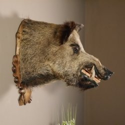 Wildschwein Kopf Präparat Höhe 59 cm Trophäe Keiler Eber Trophäenschild 34.1.42