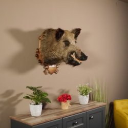 Wildschwein Kopf Präparat Höhe 59 cm Trophäe Keiler Eber Trophäenschild 34.1.42