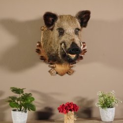 Wildschwein Kopf Präparat Höhe 59 cm Trophäe Keiler Eber Trophäenschild 34.1.42