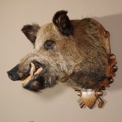 Wildschwein Kopf Präparat Höhe 59 cm Trophäe Keiler Eber Trophäenschild 34.1.42