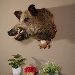 Wildschwein Kopf Präparat Höhe 59 cm Trophäe Keiler Eber Trophäenschild 34.1.42