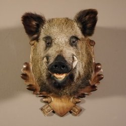 Wildschwein Kopf Präparat Höhe 59 cm Trophäe Keiler Eber Trophäenschild 34.1.42