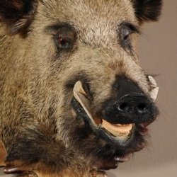 Wildschwein Kopf Präparat Höhe 59 cm Trophäe Keiler Eber Trophäenschild 34.1.42