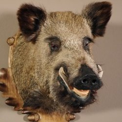 Wildschwein Kopf Präparat Höhe 59 cm Trophäe Keiler Eber Trophäenschild 34.1.42