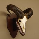 Mufflon Schädeltrophäe Hornlänge 54,5 cm mit ganzer Nase auf Trophäenschild Widder Geweih Gehörn Schädel Trophäe