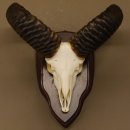Mufflon Schädeltrophäe Hornlänge 54,5 cm mit ganzer Nase auf Trophäenschild Widder Geweih Gehörn Schädel Trophäe
