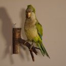 Mönchsittich Vogel Präparat taxidermy Tierpräparat mit Genehmigung zur Vermarktung
