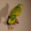 Rotstirnamazone Papagei Vogel Tierpräparat mit Genehmigung zum Verkauf