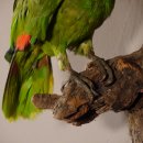 Rotstirnamazone Papagei Vogel Tierpräparat mit Genehmigung zum Verkauf