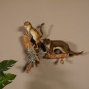 2 Streifenhörnchen Präparat Tierpräparat  taxidermy