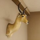 Bergriedbock gro&szlig;er Riedbock Antilope Kopf Pr&auml;parat Reedbock Troph&auml;e Hornl&auml;nge 33 cm