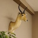Bergriedbock gro&szlig;er Riedbock Antilope Kopf Pr&auml;parat Reedbock Troph&auml;e Hornl&auml;nge 33 cm