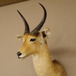 Bergriedbock großer Riedbock Antilope Kopf Präparat Reedbock Trophäe Hornlänge 33 cm