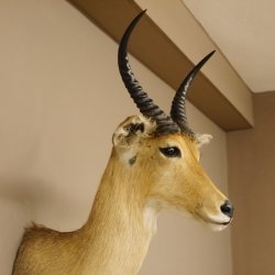 Bergriedbock großer Riedbock Antilope Kopf Präparat Reedbock Trophäe Hornlänge 33 cm