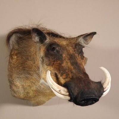 Warzenschwein Keiler Kopf Präparat Hauerlänge 22 cm #95.11.12