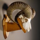 Mufflon Widder Geweih Schädeltrophäe Hornlänge 65 cm auf Trophäenschild  #82.1.60