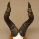 Hartebeest Kuhantilope Schädeltrophäe Afrika Antilope Schädel Trophäe Deko auf Trophäenschild #88.1.52