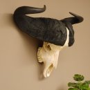 Kaffernbüffel Schädeltrophäe Breite 93 cm Büffel Afrika Schädel Trophäe #88.10.17