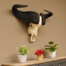 Kaffernbüffel Schädeltrophäe Breite 93 cm Büffel Afrika Schädel Trophäe #88.10.17