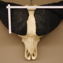 Kaffernbüffel Schädeltrophäe Breite 93 cm Büffel Afrika Schädel Trophäe #88.10.17