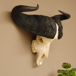 Kaffernbüffel Schädeltrophäe Breite 93 cm Büffel Afrika Schädel Trophäe #88.10.17