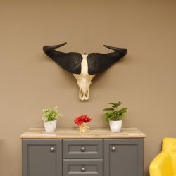 Kaffernbüffel Schädeltrophäe Breite 93 cm Büffel Afrika Schädel Trophäe #88.10.17