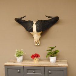 Kaffernbüffel Schädeltrophäe Breite 93 cm Büffel Afrika Schädel Trophäe #88.10.17