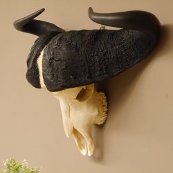 Kaffernbüffel Schädeltrophäe Breite 93 cm Büffel Afrika Schädel Trophäe #88.10.17