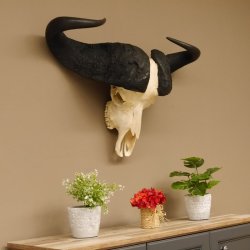 Kaffernbüffel Schädeltrophäe Breite 93 cm Büffel Afrika Schädel Trophäe #88.10.17