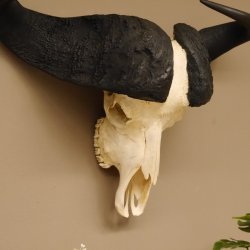 Kaffernbüffel Schädeltrophäe Breite 93 cm Büffel Afrika Schädel Trophäe #88.10.17