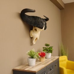 Kaffernbüffel Schädeltrophäe Breite 93 cm Büffel Afrika Schädel Trophäe #88.10.17