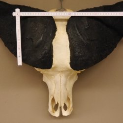 Kaffernbüffel Schädeltrophäe Breite 93 cm Büffel Afrika Schädel Trophäe #88.10.17