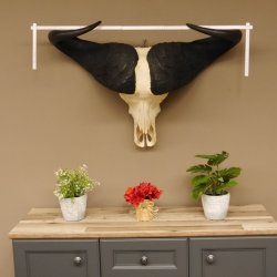 Kaffernbüffel Schädeltrophäe Breite 93 cm Büffel Afrika Schädel Trophäe #88.10.17