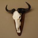 GNU Streifengnu Schädeltrophäe Breite 58 cm Afrika Schädel Trophäe taxidermy