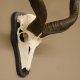 Kudu Antilope Schädeltrophäe Schädel Afrika Trophäe Hornlänge 109,5 cm Deko auf Trophäenschild