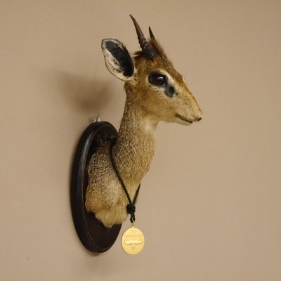 DikDik Zwergantilope mit Medaille Haupt Antilope Kopf Pr&auml;parat taxidermy HL 18,5 cm