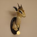 DikDik Zwergantilope mit Medaille Haupt Antilope Kopf...