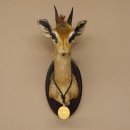 DikDik Zwergantilope mit Medaille Haupt Antilope Kopf Präparat taxidermy HL 18,5 cm
