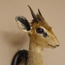 DikDik Zwergantilope mit Medaille Haupt Antilope Kopf Präparat taxidermy HL 18,5 cm