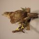 Mäusebussard Bussard Greifvogel Präparat taxidermy präpariert Tierpräparat mit EU Genehmigung zum Verkauf #90.13.6