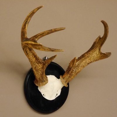 Weisswedel Hirsch Geweih auf  Trophäenschild, Höhe 33 cm
